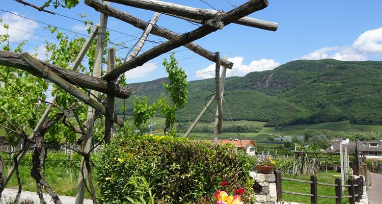 Enrejado de madera rústica y arbustos florecientes con vista a colinas verdes y viñedos bajo un cielo azul.