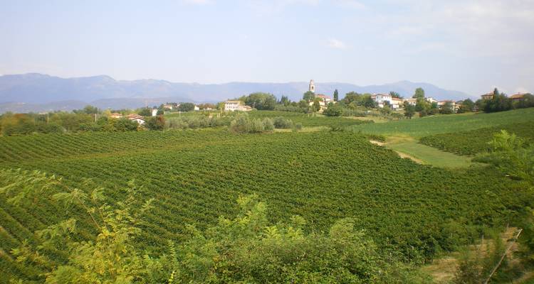 Landschaft mit Weinbergen und einer Bergstadt.