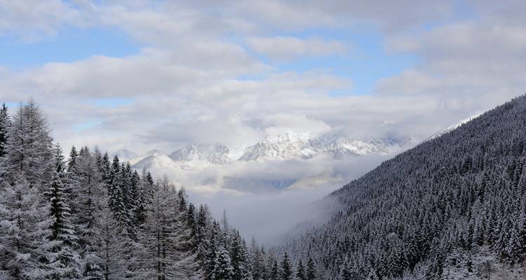 Bosque de coníferas cubierto de nieve que conduce a picos alpinos brumosos bajo un cielo parcialmente nublado.
