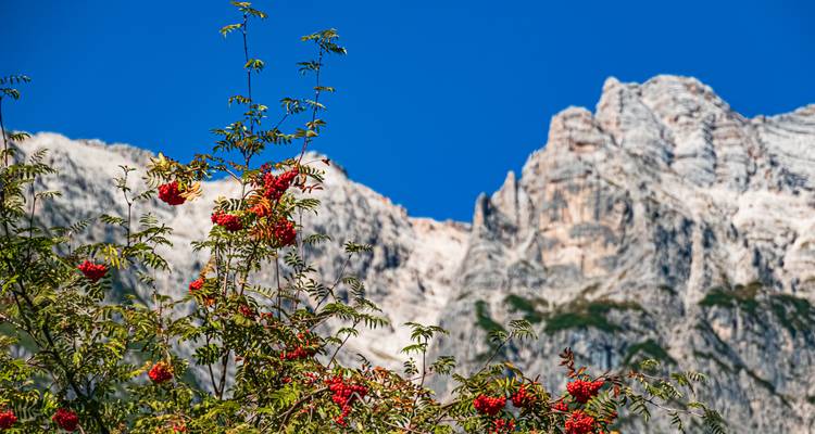 Gruppe roter Alpenbeeren vor zerklüfteten Kalksteingipfeln und tiefblauem Himmel.