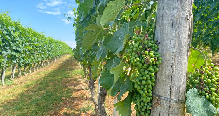 Racimo de uvas verdes sin madurar creciendo en una parra con largas hileras de vides extendiéndose hacia la distancia.