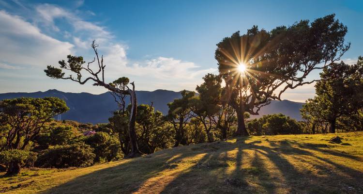 Sun shining through trees casting long shadows in a grassy landscape.