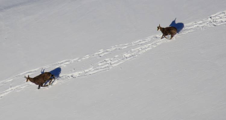 Deux cerfs marchant sur la neige avec leurs traces visibles.