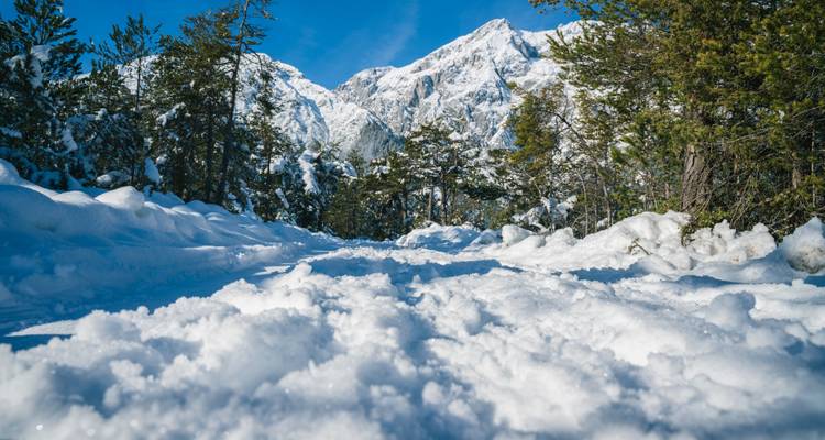Sendero nevado que conduce a través del bosque hacia las montañas.