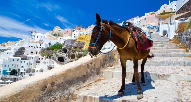 A donkey on a stone pathway overlooking a village.