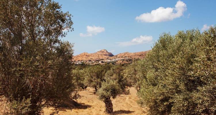 A grove of olive trees with mountainous background.
