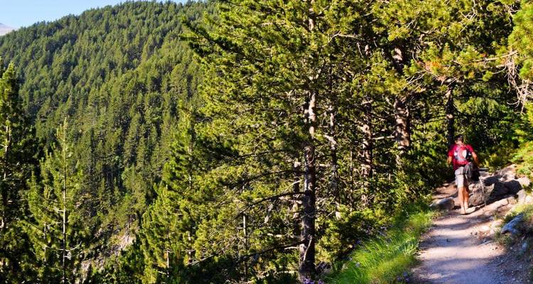 A person hiking through a forested area with dense trees.
