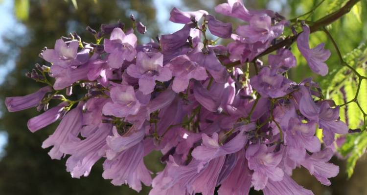 Gros plan de fleurs violettes sur une branche.