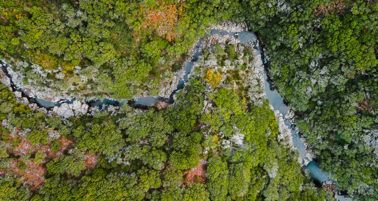 Luftaufnahme eines Waldes mit einem Fluss, der hindurchfließt.