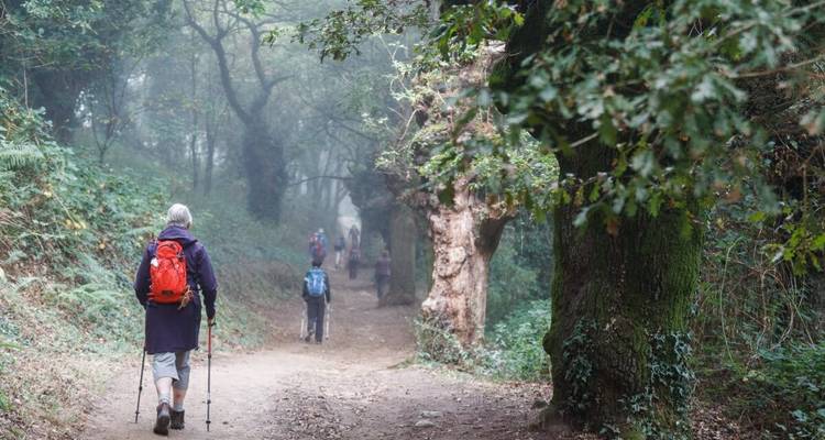 Sentier en forêt avec brouillard et randonneurs.