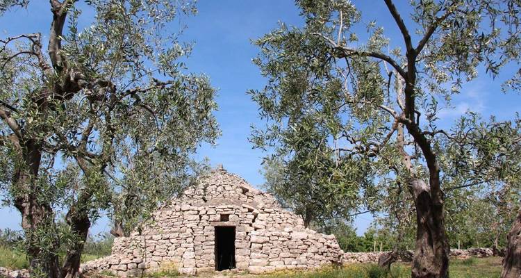 Trullo en pierre entouré d'oliviers.