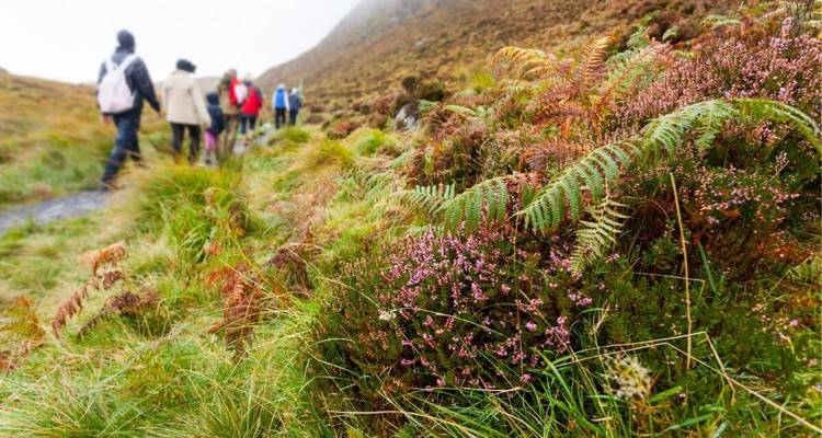 Gros plan sur les fougères et la bruyère avec un groupe de randonneurs flou sur un sentier de montagne.