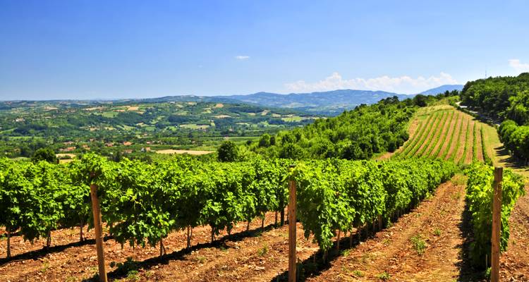 Vignoble sur une colline avec des vignes vertes luxuriantes sous un ciel dégagé.