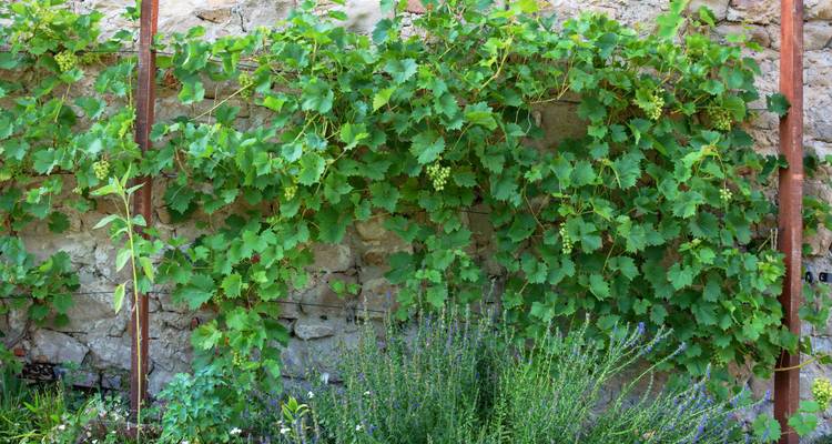 Plante grimpante poussant sur un mur de pierre avec des fleurs violettes en dessous.