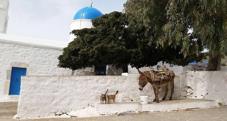 Un âne avec un chat près d'un arbre, à côté d'un bâtiment blanc et bleu.