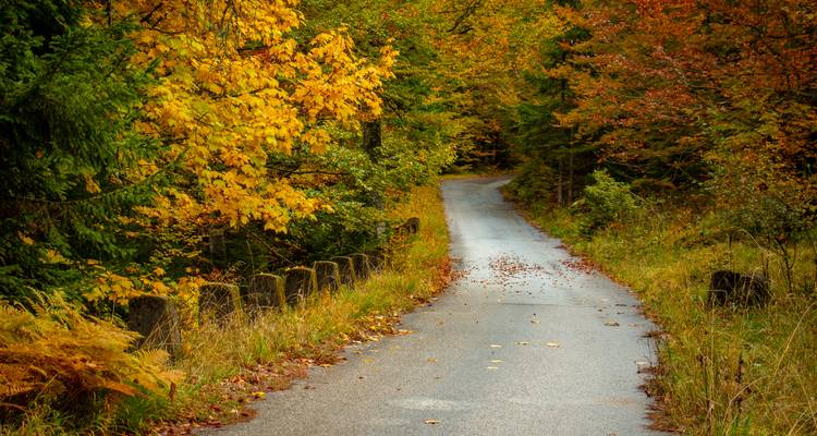 Eine kleine Straße in einem Wald mit bunten Herbstblättern.