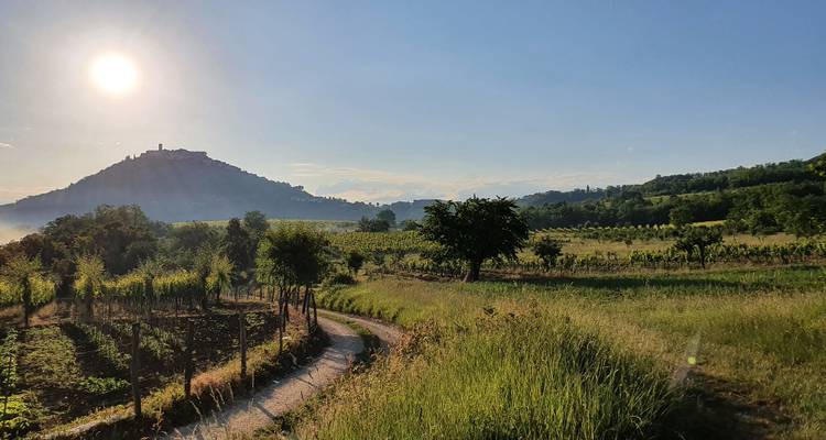 Landscape with vineyard and path leading to a distant hill.