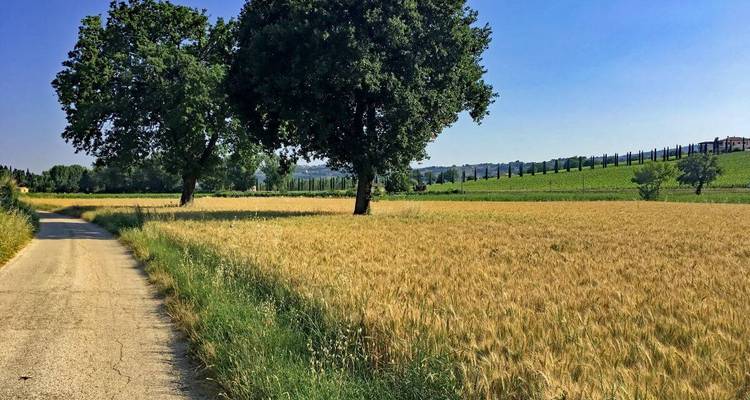 Route de campagne bordée de champs de blé et de grands arbres.