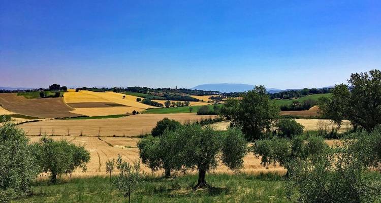 Champs et oliviers sous un ciel bleu éclatant.