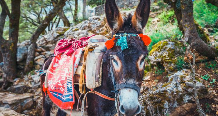 Un âne décoré avec des textiles colorés et un harnais dans un cadre naturel.