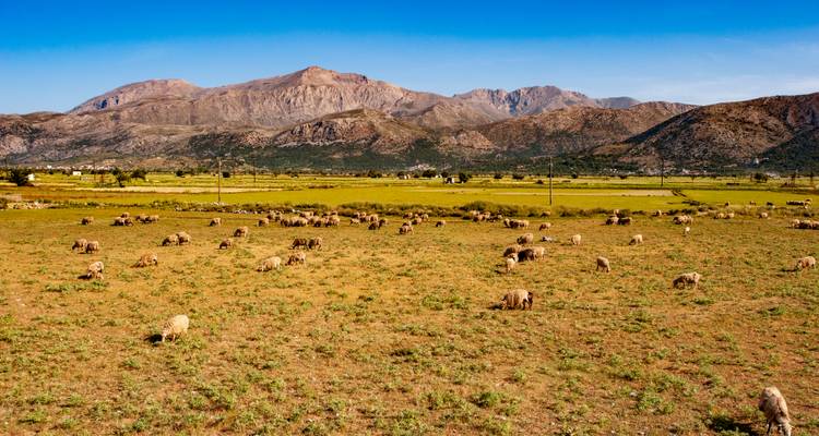 Champ avec des moutons qui broutent et des montagnes en arrière-plan.