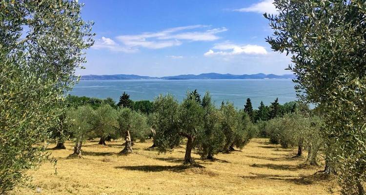 Oliveraie avec vue sur le lac.