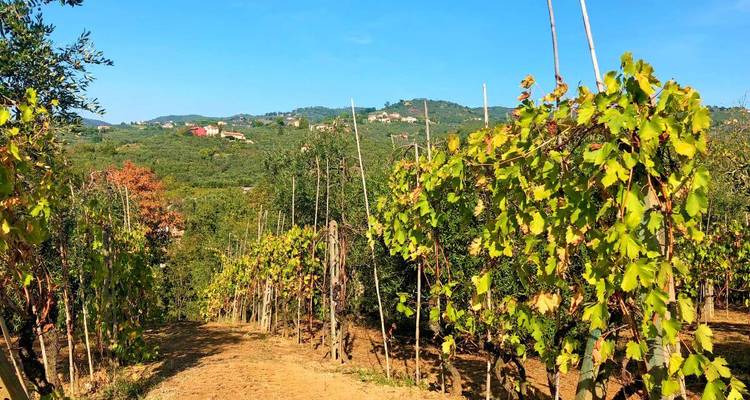 Rows of grapevines on a sunny hillside vineyard with scattered farmhouses in the Tuscan countryside.