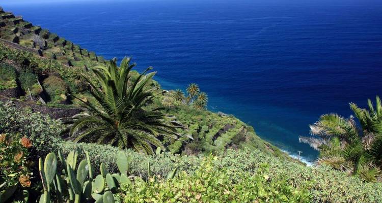 Colline en terrasses avec vue sur l'océan et palmiers.