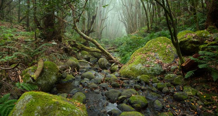 Arroyo boscoso con follaje denso y atmósfera brumosa.