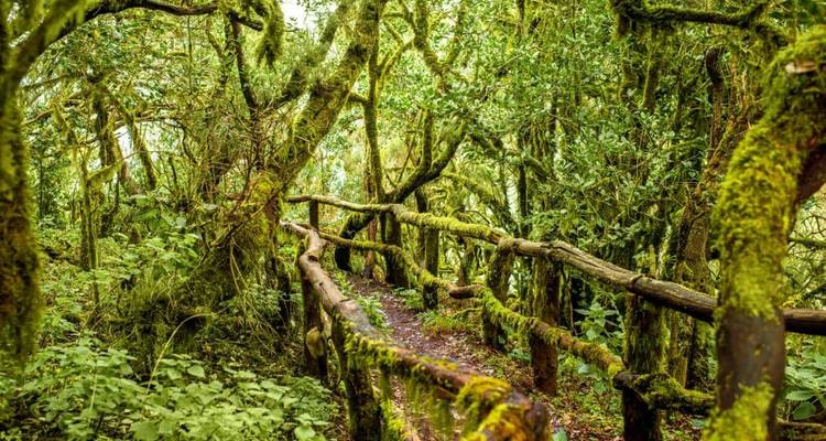 Forêt dense avec un sentier en bois recouvert de mousse.