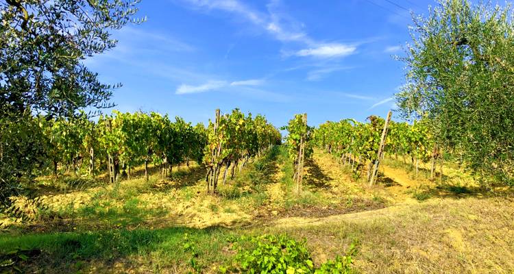 Reihen von Weinreben erstrecken sich unter einem strahlend blauen toskanischen Himmel, gesäumt von Olivenbäumen und sanften Wolken.