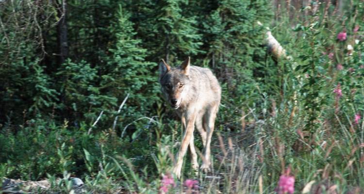 Wolf walking through a dense forest.