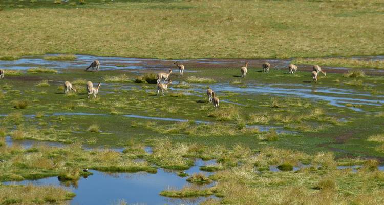Une zone humide herbeuse avec des animaux sauvages qui broutent.