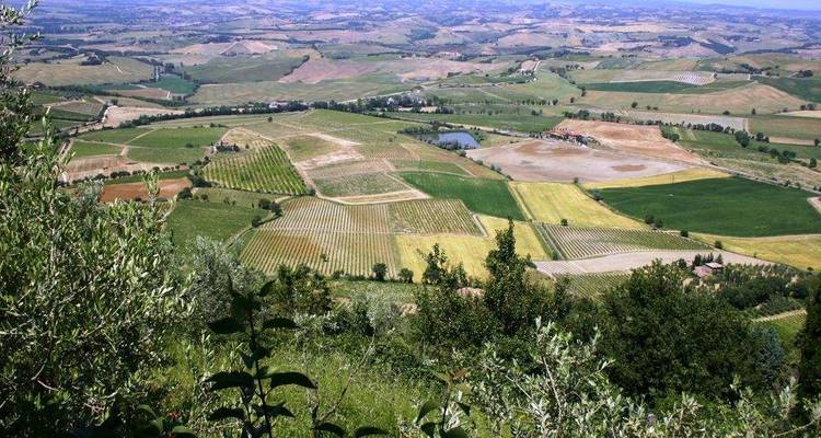 Vue panoramique sur des vignobles et des champs depuis un point de vue élevé.