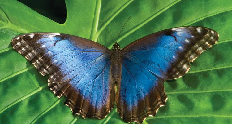 Un magnifique papillon bleu se reposant sur une grande feuille verte.