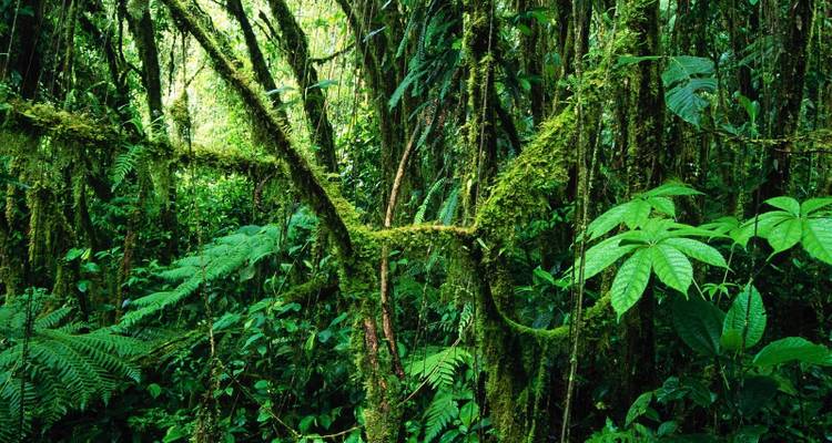 Forêt tropicale luxuriante et verdoyante avec un feuillage dense et des branches couvertes de mousse.