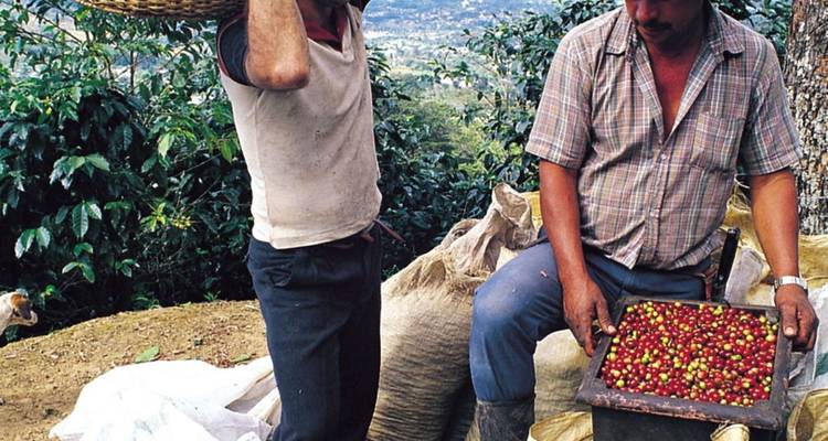 Deux ouvriers ramassant des cerises de café dans un cadre rural.