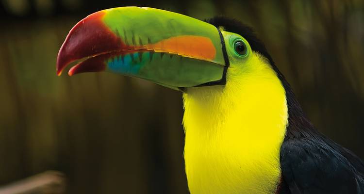Un toucan vibrant avec un grand bec coloré sur un fond naturel.