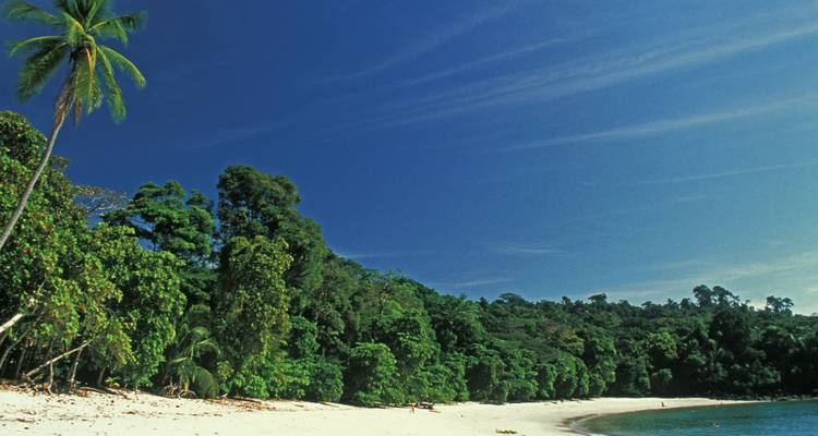 Secluded tropical beach with trees and a person walking.