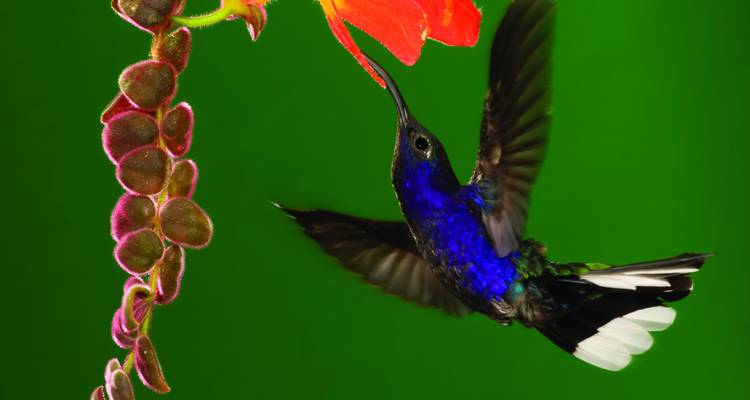 Hummingbird feeding from a flower.