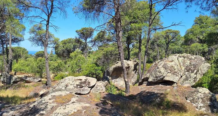 Rocky forest clearing with tall pines and sun-dappled boulders under a bright blue sky.