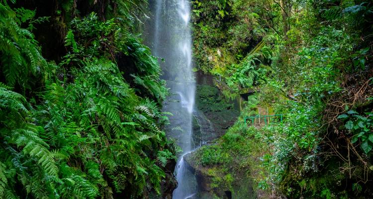Cascada cayendo en un entorno de bosque verde y exuberante.