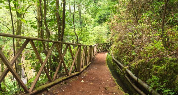 Puente de madera en un bosque caminando a través de exuberante vegetación.