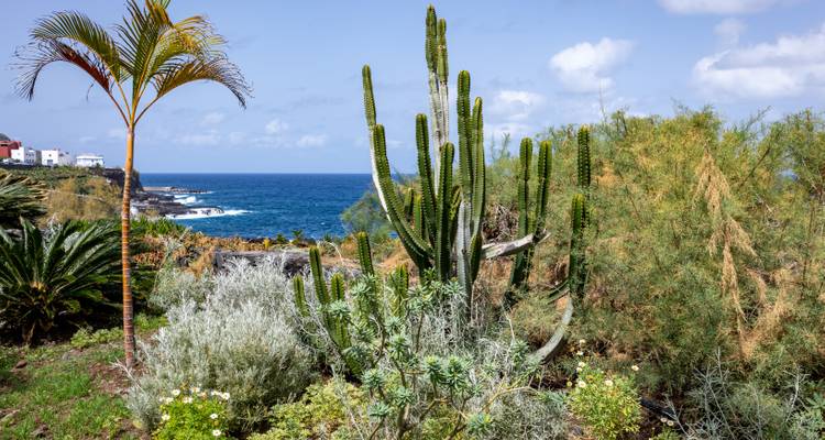 Tuin met cactus en andere planten bij de zee.