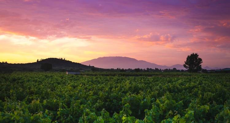 Paysage de vignoble avec un ciel coloré au coucher du soleil.