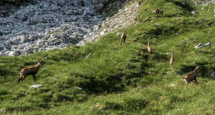 Herde von Gämsen, die an einem steilen, grasbewachsenen Berghang weidet.