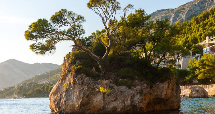 Lone tree on a rocky shore with a mountain backdrop.