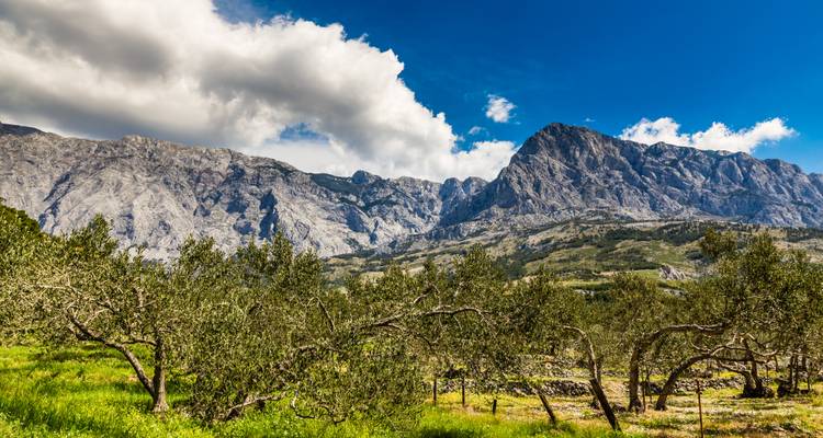 Mountain landscape with olive trees and blue sky.