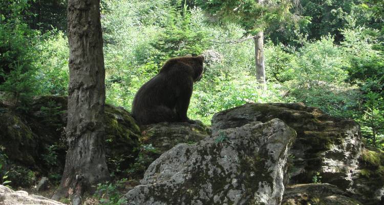Ein Bär, der auf einem felsigen Bereich in einem Wald sitzt.