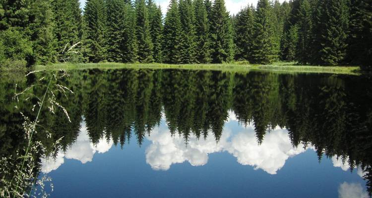 A lake reflecting a forest of coniferous trees under a clear blue sky.